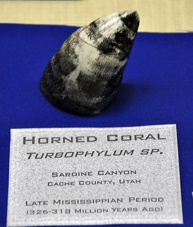 image-570389-PGMC_AV_Fair_2016_Horn_Coral_Laurie_Swensen.w640.jpg